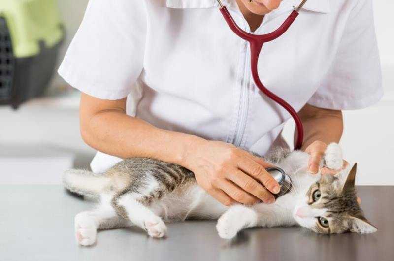 Диета при уратном типе мочекаменной болезни для кошек