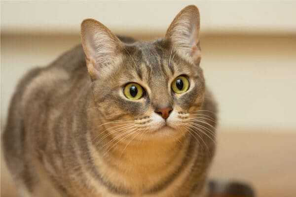 Австралийская дымчатая кошка. порода кошек. описание и фотографии | zoodom