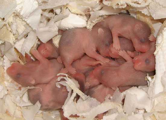 Как рожают хомяки: роды и беременность хомяков, фото и видео