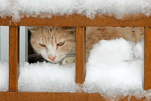 Кошки, особенности содержания кошек в зимний период