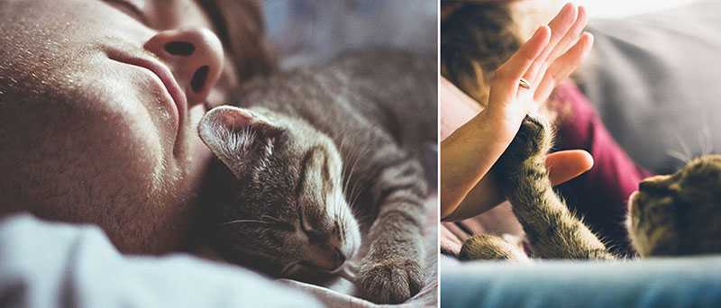 Почему нельзя обнимать котов и кошек: причины