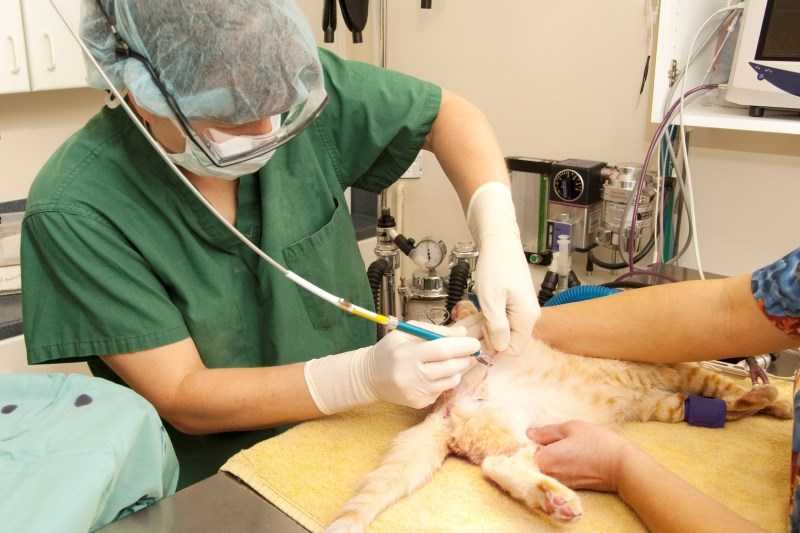 Всё о кастрации и стерилизации – л-вет ветеринарная клиника хотьково, сергиев посад