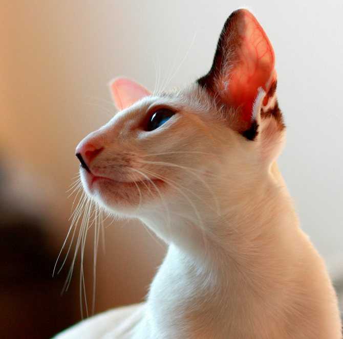 Сейшельская кошка: история, характер и внешний вид