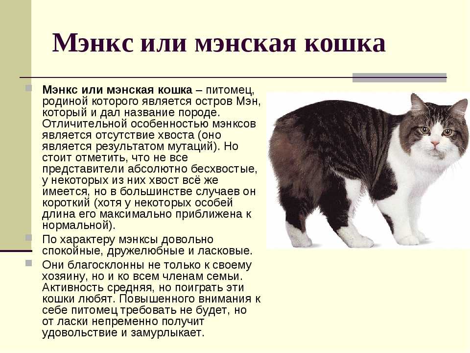 Мэнкс: описание породы, фото кошки, стандарты, характер и поведение