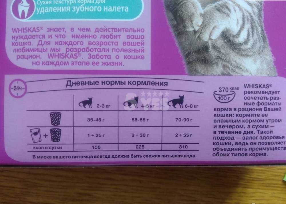 Чем кормить беременную и кормящую кошку