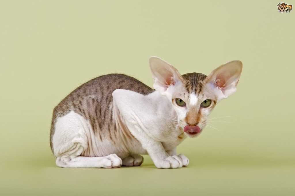 Петерболд: описание характера и внешнего вида кошки от а до я. топ-100 фото породы