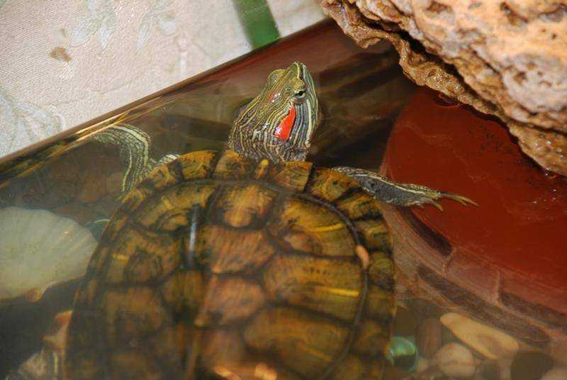Спячка у домашних сухопутных черепах: признаки, причины, уход (фото)
