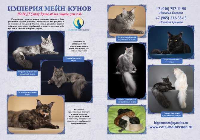 Сибирская кошка: описание породы, внешний вид и характер, содержание и кормление