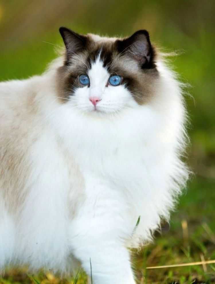 ᐉ рэгдолл: особенности содержания фото и описание уникальной породы кошек - zoovet24.ru