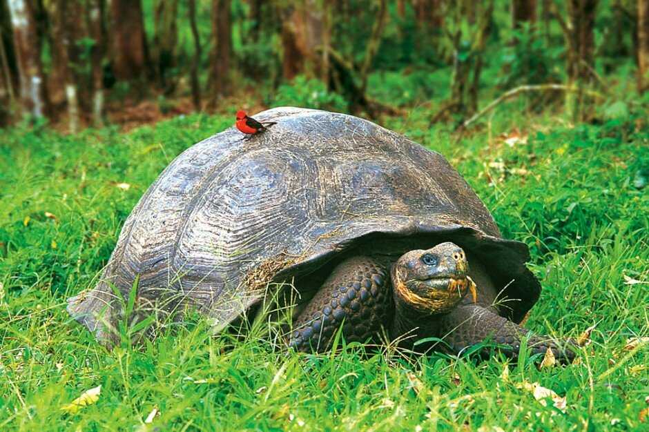 20 интересных фактов о черепахах