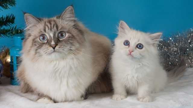 Невские маскарадные кошки из питомников. популярные питомники кошек в москве