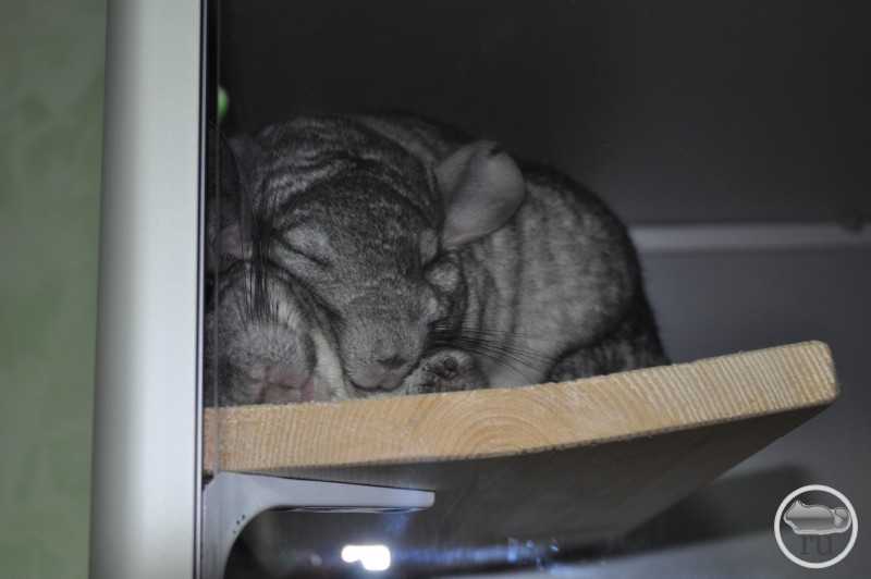Сколько спит домашняя крыса, как и где спит, почему она много спит