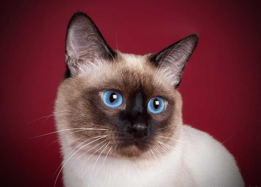Тайский бобтейл: описание, цена котенка, фото кошки, уход и здоровье, особенности содержания