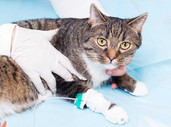 Поликистоз почек у кошки: симптомы, прогноз, методы лечения