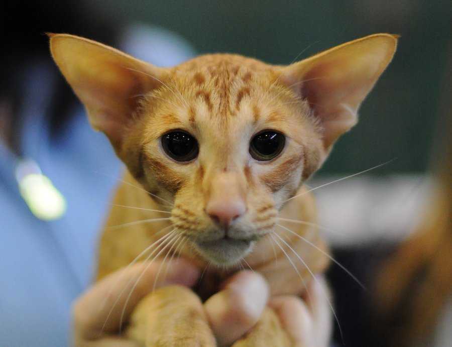 Яванская кошка - озорная красотка