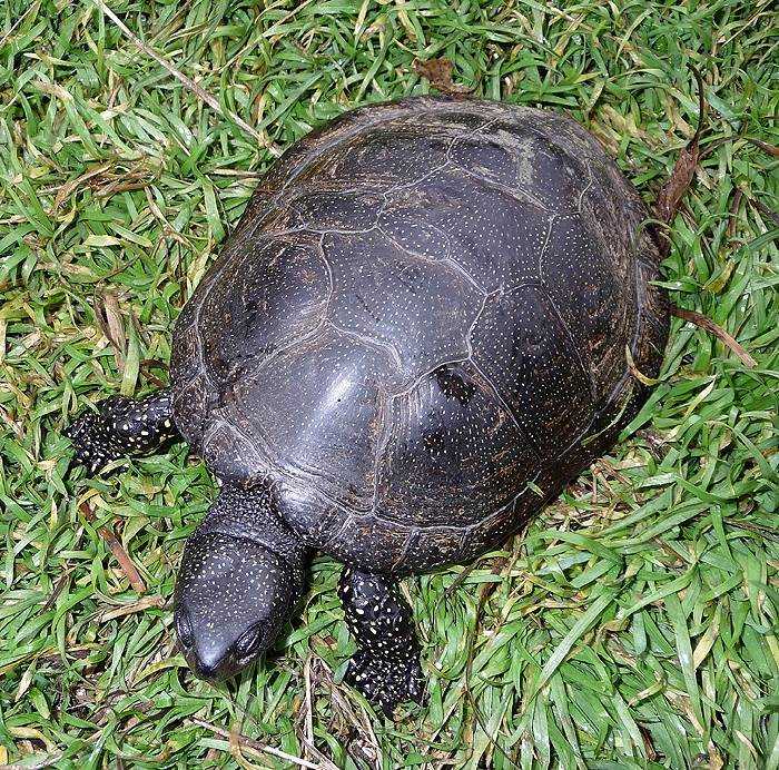Как размножаются красноухие черепахи в домашних условиях