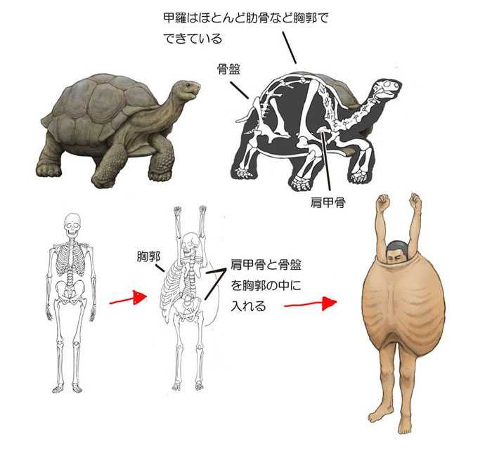 Сердечно-сосудистая и кровеносная система черепах - все о черепахах и для черепах