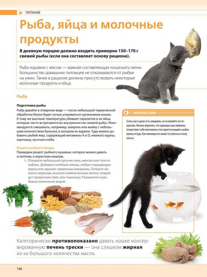 Чем правильно кормить кошку: советы ветеринаров. какой рацион должен быть у кормящей кошки?
