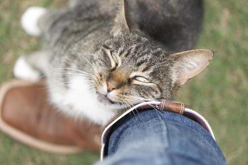 ᐉ почему кошка трется о ноги? - ➡ motildazoo.ru