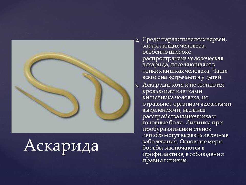 К какому типу животных относят аскариду. Паразиты черви аскариды. Вид гельминта аскаридоз.