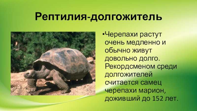 Черепаха логгерхед (фото): как выглядит, где обитает, чем питается и интересные факты