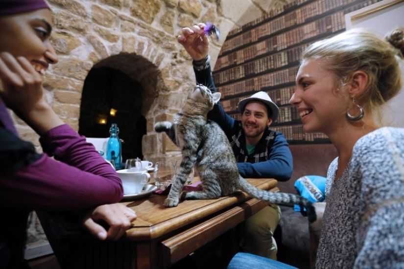 Котокафе «республика кошек» в санкт-петербурге. музей на якубовича, сайт, фото, отзывы, отели рядом, как добраться на туристер.ру