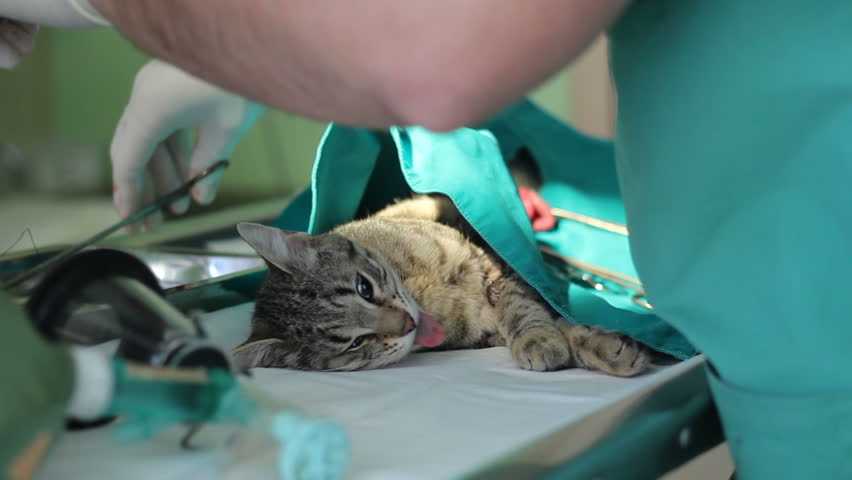 Сколько кошка отходит от наркоза после стерилизации