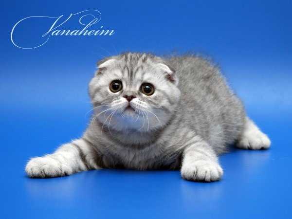 Питомник кошек ambercat. шотландская вислоухая скотиш страйт британская хайленд-фолд и хайленд-страйт. россия, калининград