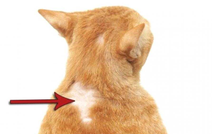 Аллергия у кошек: способы определения, методики лечения и профилактика