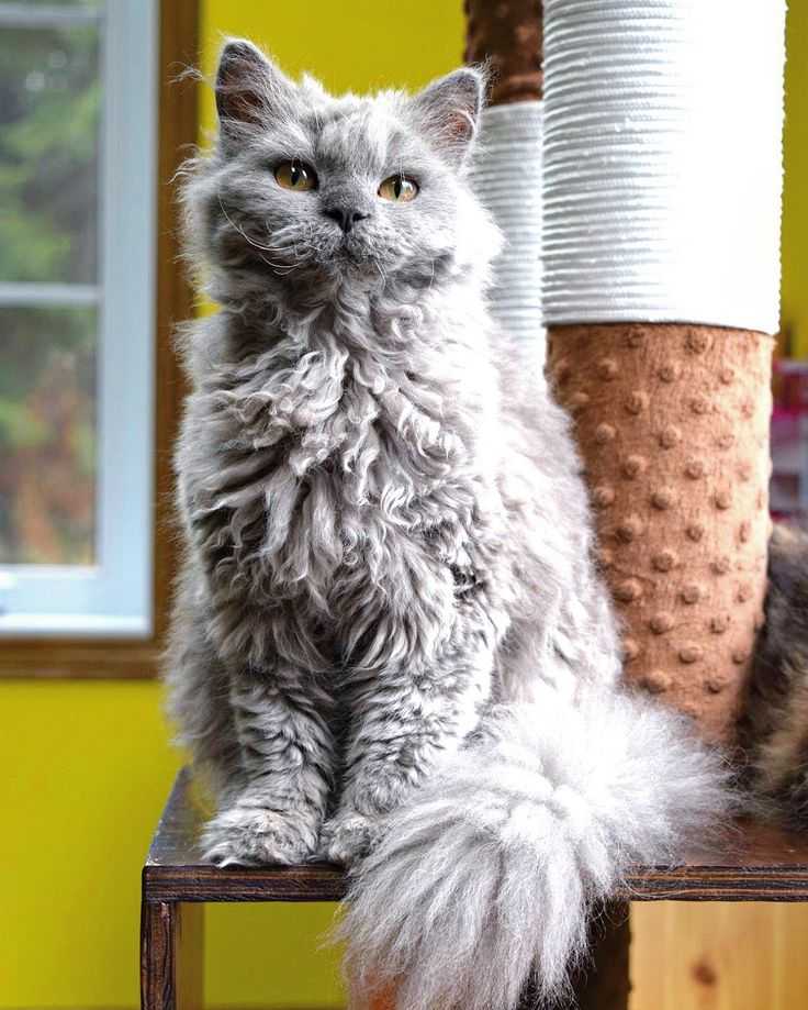 Порода селкирк-рекс – смесь перса, экзота и британца, кошка с миролюбивым характером, описание