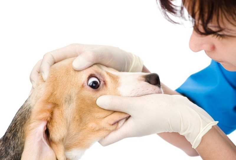 Брахицефалический синдром у собак
