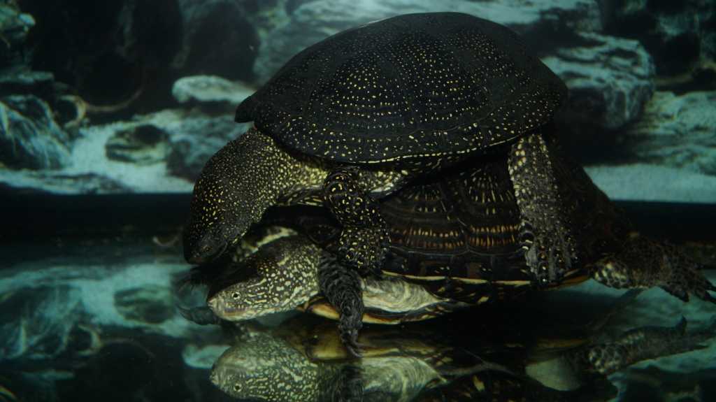 Брачные игры водных и сухопутных черепах. Как происходит процесс спаривания у разных видов черепах (видео). Размножение черепах в неволе и дикой природе.