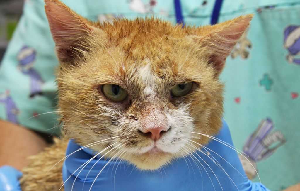 Чесоточный клещ у кошек: фото, симптомы и лечение