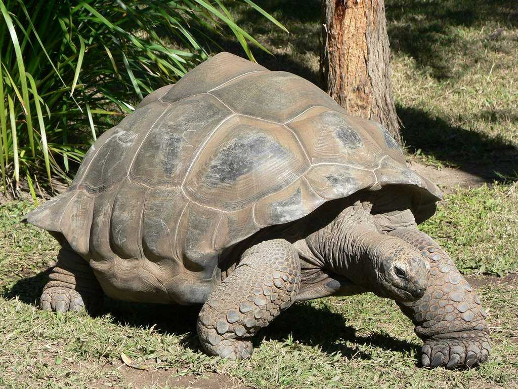 Слоновая черепаха (фото): как выглядит, где обитает, чем питается и интересные факты