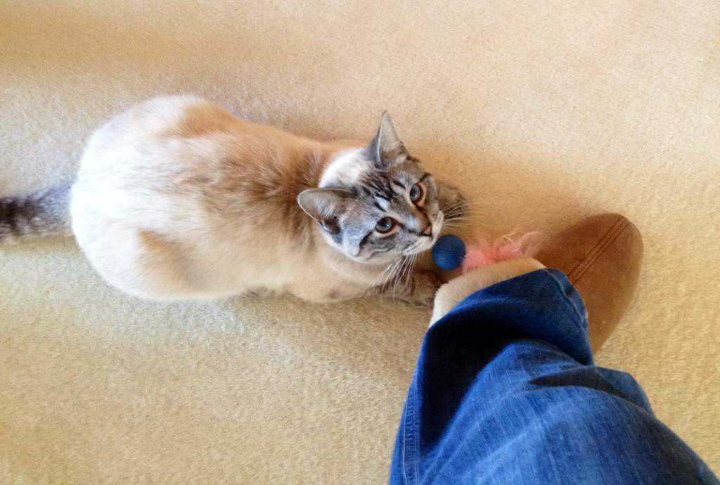 Кошка трется о ноги хозяина – что означает такое поведение, почему котенок лезет мордой в лицо?