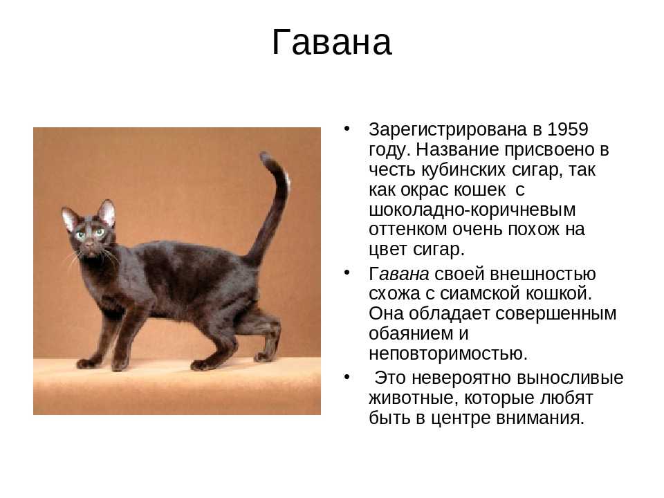 Сафари – гибридная порода кошек (+ фото)