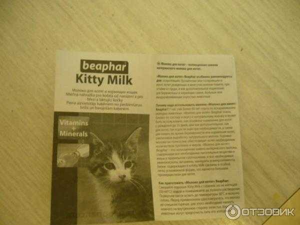 Как и чем кормить котят в 3 недели: заменители молока, смеси, промышленные корма
