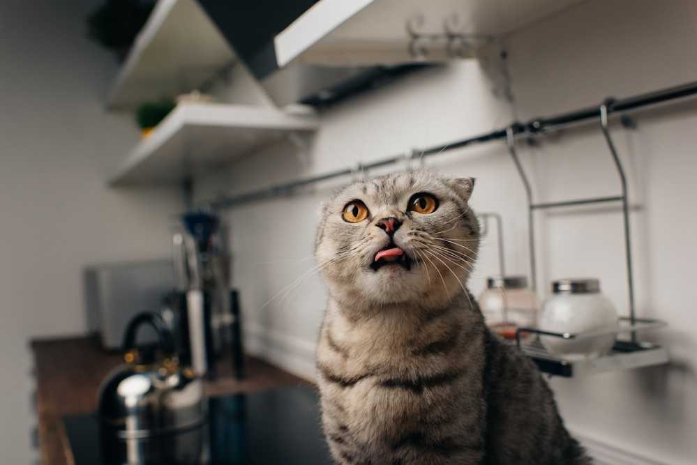 Кошка показывает язык: физиологические и патологические причины, мнение ветеринаров