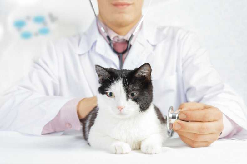 Почему у кота текут слюни изо рта: причины и лечение в клинике зоостатус