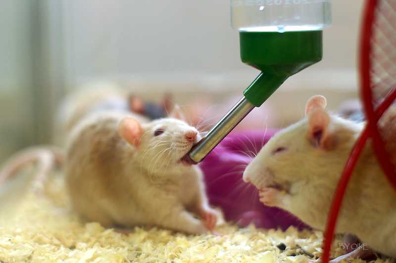 Как сделать поилку для мышей своими руками