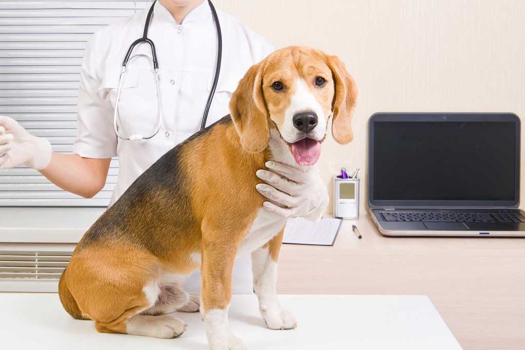 Заболевания желудочно-кишечного тракта у собак