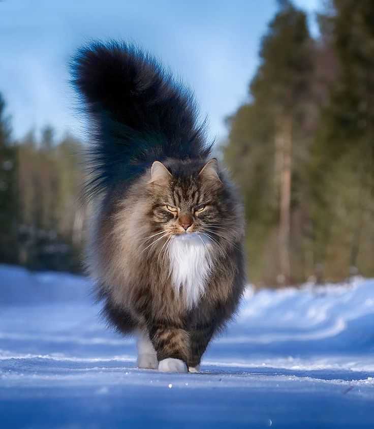 Норвежская лесная кошка - описание породы, характер, фото и цена котенка