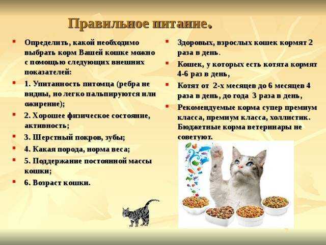 Как правильно кормить котенка 3 месяца советы ветеринара