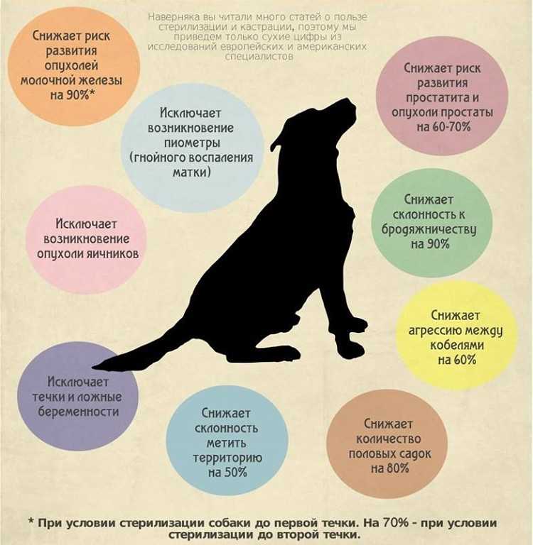 Кастрация и стерилизация собаки: как проходит процедура, плюсы и минусы