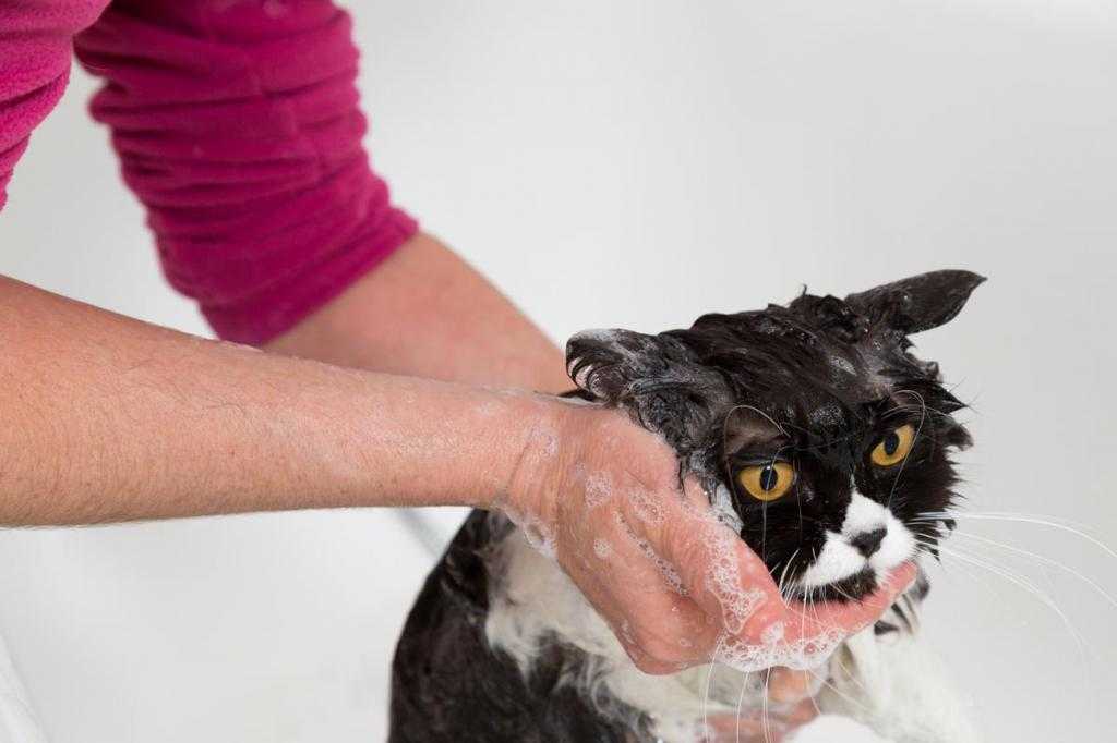 Как помыть домашнюю кошку, если она боится воды: причины неприязни к водным процедурам, как правильно купать кота