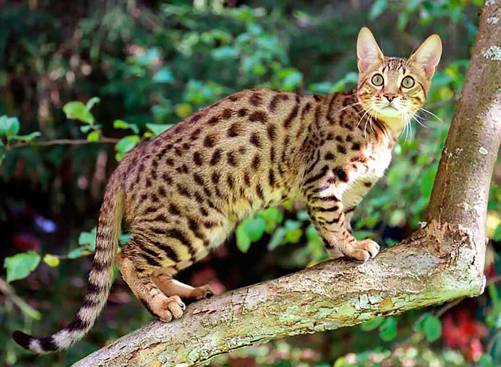 Абиссинская кошка: 120 фото породы, описание, окрас, цена котенка, содержание дома, особенности породы