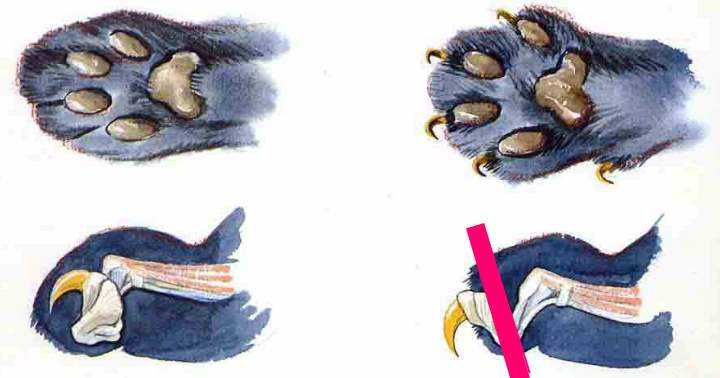 Чем опасно удаление когтей у кошек: возможные последствия вырывания, реабилитация котов после ампутации ногтей