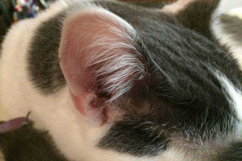 Глухота у кошки: симптомы, виды и диагностика