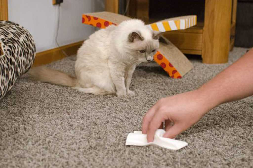 Что делать если кот перестал ходить в лоток: психологические и физические проблемы кошек
