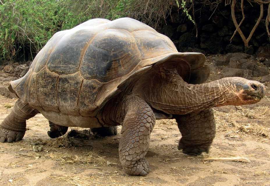 Среднеазиатская черепаха: как содержать